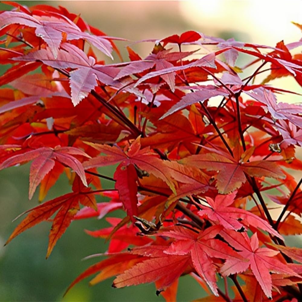 Maple Seeds 40Pcs Stunning Deep Purple Foliage, Hardy Ornamental Tree Easy Growing for Gardens, Yards & Landscape Accents
