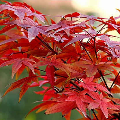 Maple Seeds 40Pcs Stunning Deep Purple Foliage, Hardy Ornamental Tree Easy Growing for Gardens, Yards & Landscape Accents