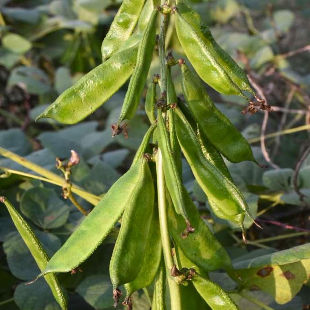 8Pcs Thrives In City Garden Environments Hyacinth Bean Seeds Adaptable To Urban Conditions