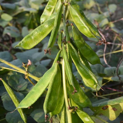 8Pcs Thrives In City Garden Environments Hyacinth Bean Seeds Adaptable To Urban Conditions