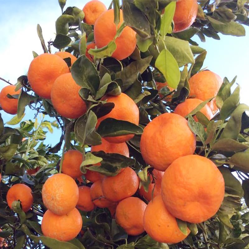 50Pcs Orange Seeds for Planting - Fresh Harvest, Non-GMO, Sweet & Juicy