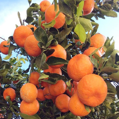 50Pcs Orange Seeds for Planting - Fresh Harvest, Non-GMO, Sweet & Juicy