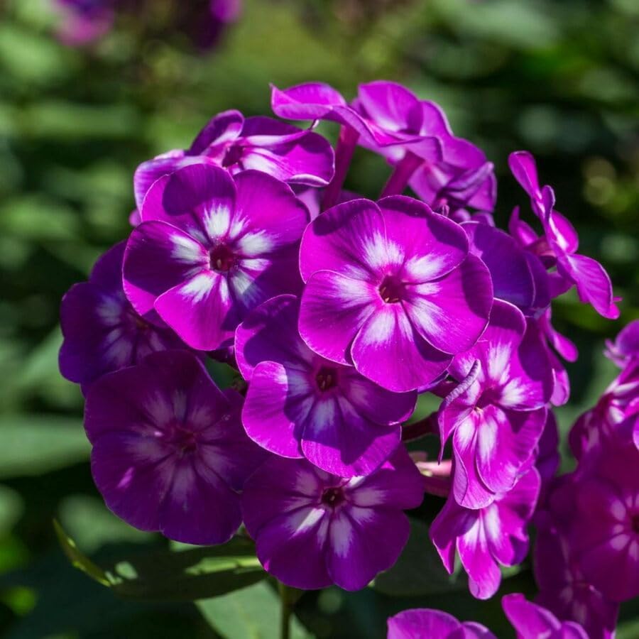 500pcs Creeping Phlox Seeds for Planting,Bright Perennial Creeping Phlox Seeds- Ground Cover Plants Seed Non-GMO Heirloom for Outdoors
