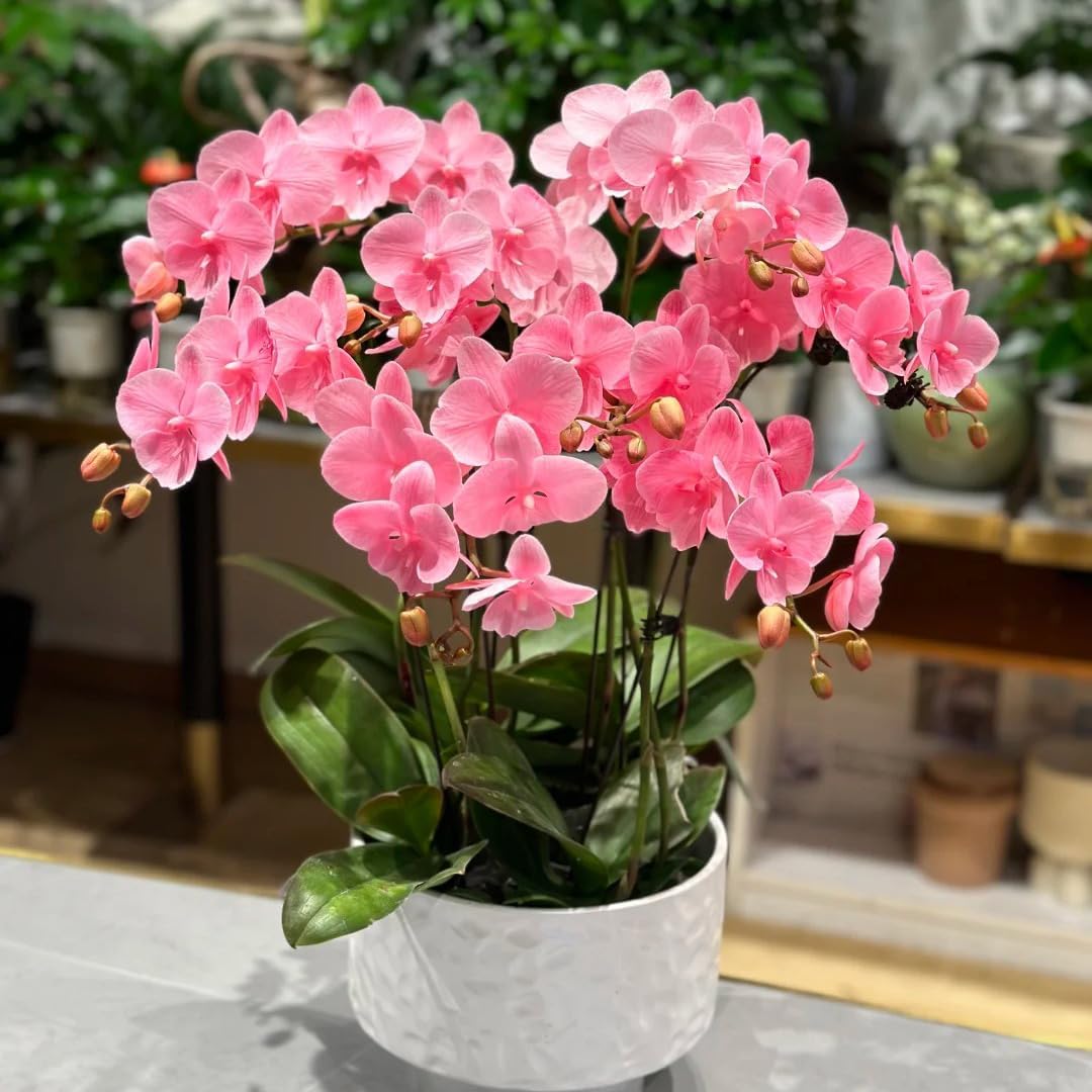 100pcs Orchid Flower Seed for Planting,  Perennial Plant Seed, Non-GMO Heirloom Flower Seed for Home Garden Outdoor