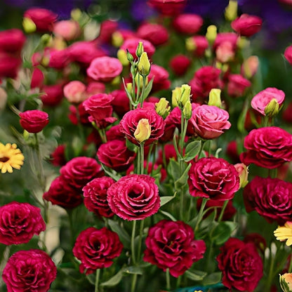 100Pcs Lisianthus Seeds adapting well to full sun and mild sheltered outdoor growing conditions