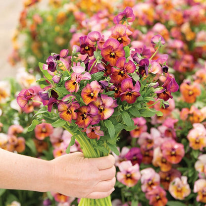 100Pcs Giant Perennial Mixed Pansy Seeds for Planting Outdoors,Fragrant Pansy Flower Seeds,Cool Weather Viola Flowers Seed Non-GMO Heirloom Winter Blooming for Home Outdoor Garden