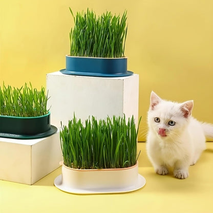 100Pcs Cat Grass Seeds Easy to Sow and Grow great for small containers, desktop planters and household indoor cultivation layout