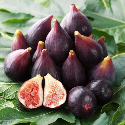 Fig Seeds 290Pcs for Planting, Fruit-Bearing Perennial, Beginner Friendly, for Home Garden, Backyard Orchard, Outdoor Potted Edible Fruit Plant