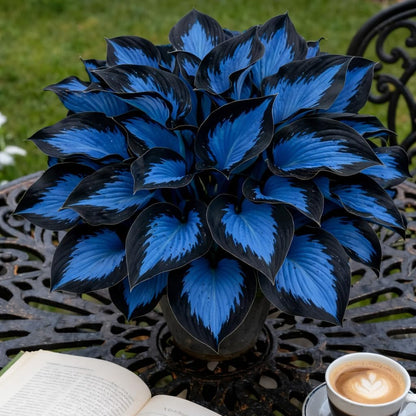 100pcs Hosta Seeds -  Perennial Flower Seeds for Shade Gardens, Long Blooming Plants for Ground Cover & Containers, Ideal for Shaded Pathways and Borders