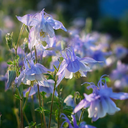 200pcs Blue Columbine Seeds Flowers  Low Maintenance Growth Ideal For Busy Home Landscape Gardeners