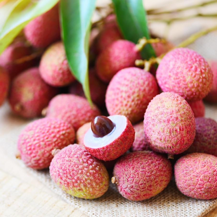 7Pcs Lychee Seeds Fit for home planting hold extended long-term growth period for lasting landscape layout value