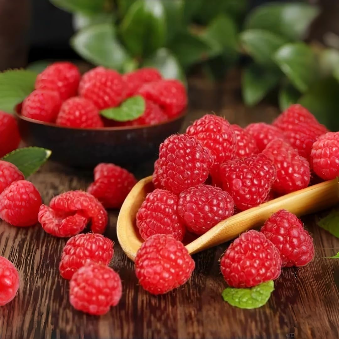 96Pcs Red Raspberry Seeds – Non-GMO Sweet, Juicy Berry Plant – High-Germination Heirloom Variety for Garden Beds, Pots & Outdoor Growing