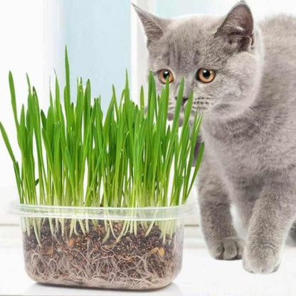 76Pcs Novice Friendly Cat Grass Seeds for planting in indoor window areas, pet activity corners and quiet household leisure spots