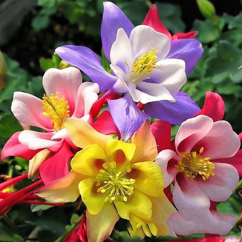 200pcs Columbine Seeds Perennial Non-GMO Flower Seeds That Attract Hummingbirds, Bees & Butterflies for Gardens, Borders, Cut Flowers & Pollinator Beds