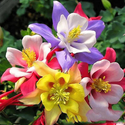 200pcs Columbine Seeds Perennial Non-GMO Flower Seeds That Attract Hummingbirds, Bees & Butterflies for Gardens, Borders, Cut Flowers & Pollinator Beds