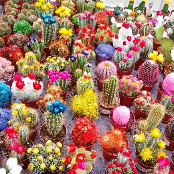 96Pcs Cactus Seeds perfect for sowing in container beds, rock garden margins and dry landscape corner locations