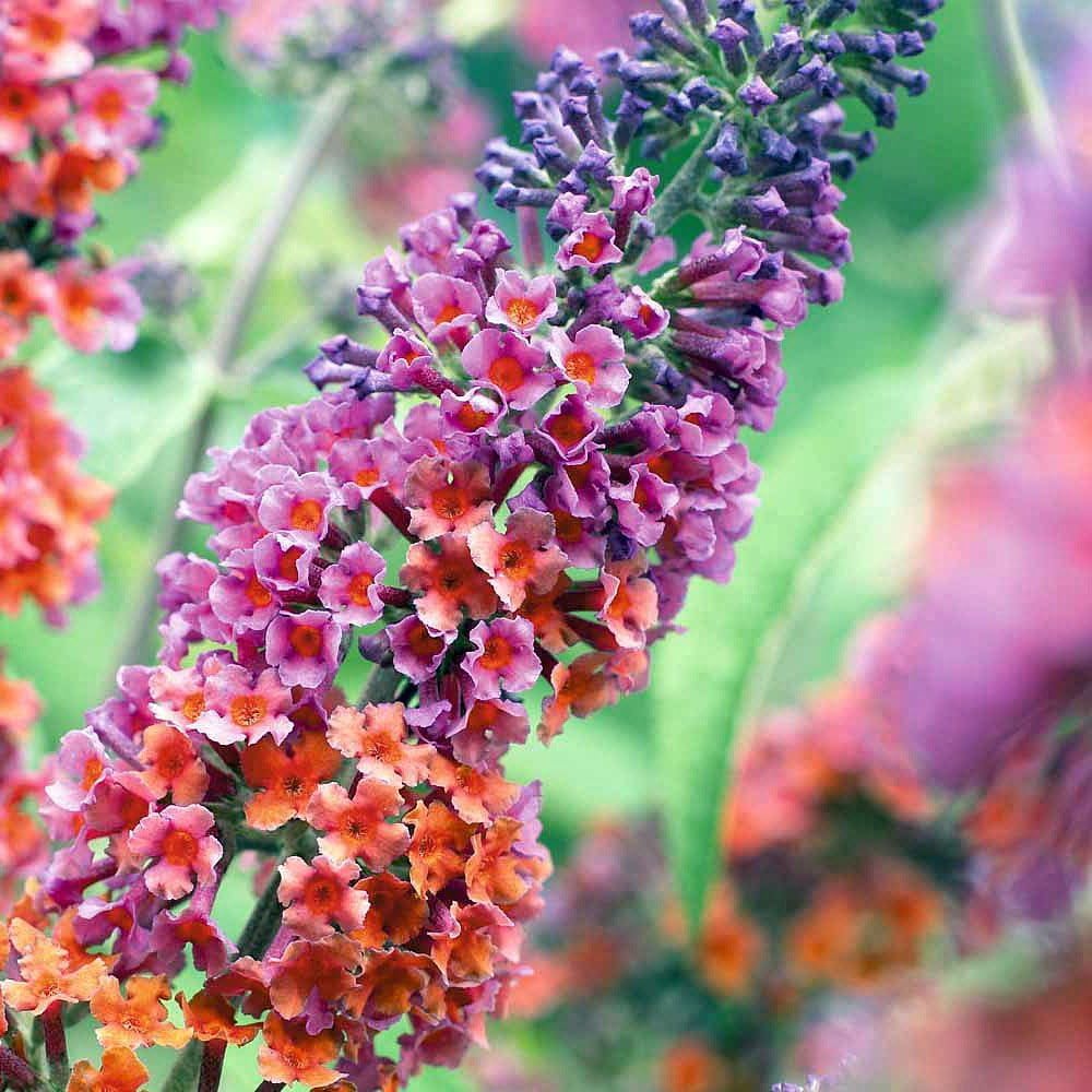 300pcs Butterfly Bush Seeds Perennial Flower Shrub Seeds Fragrant Blooms for Outdoor Garden Planting