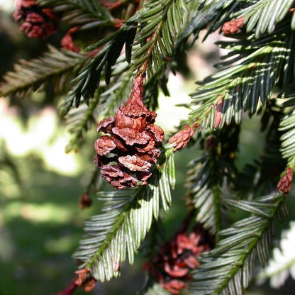 96Pcs Redwood Tree Seeds Perfect for beginner sowing adapt well to large container cultivation and open yard feature placement