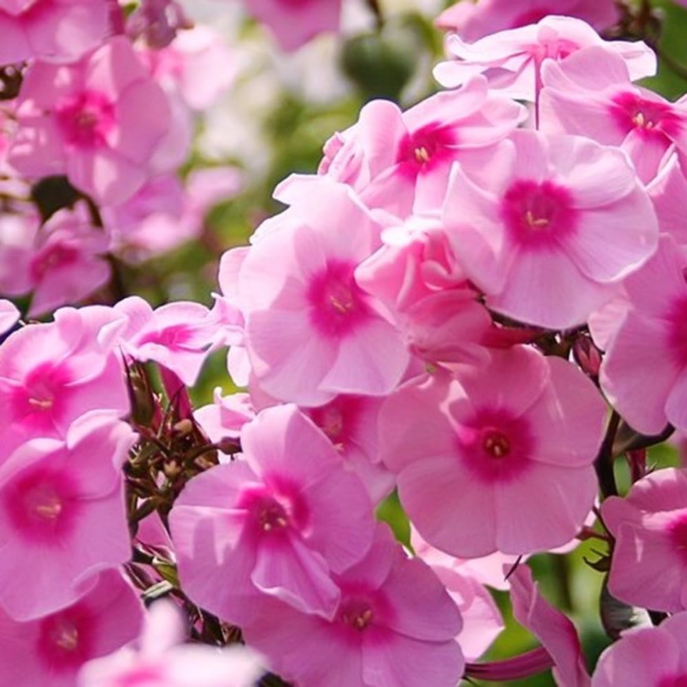 500pcs Creeping Phlox Seeds for Planting,Bright Perennial Creeping Phlox Seeds- Ground Cover Plants Seed Non-GMO Heirloom for Outdoors
