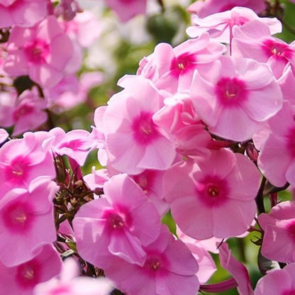 500pcs Creeping Phlox Seeds for Planting,Bright Perennial Creeping Phlox Seeds- Ground Cover Plants Seed Non-GMO Heirloom for Outdoors