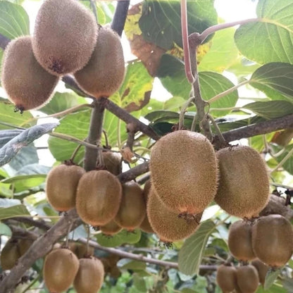 200Pcs Kiwifruit Seeds Great For Cultivating Creates A Polished Look In Informal Garden Yards