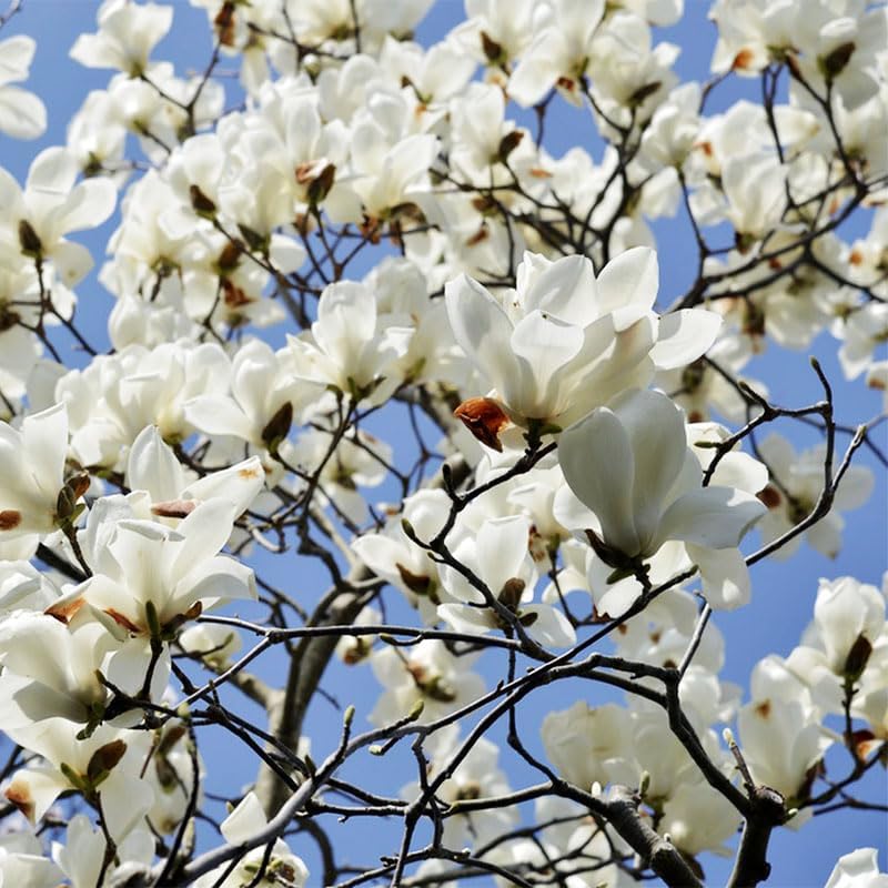 30Pcs Mix Magnolia Flower Seeds for Planting Outdoors - Non-GMO Heirloom Plant Seeds