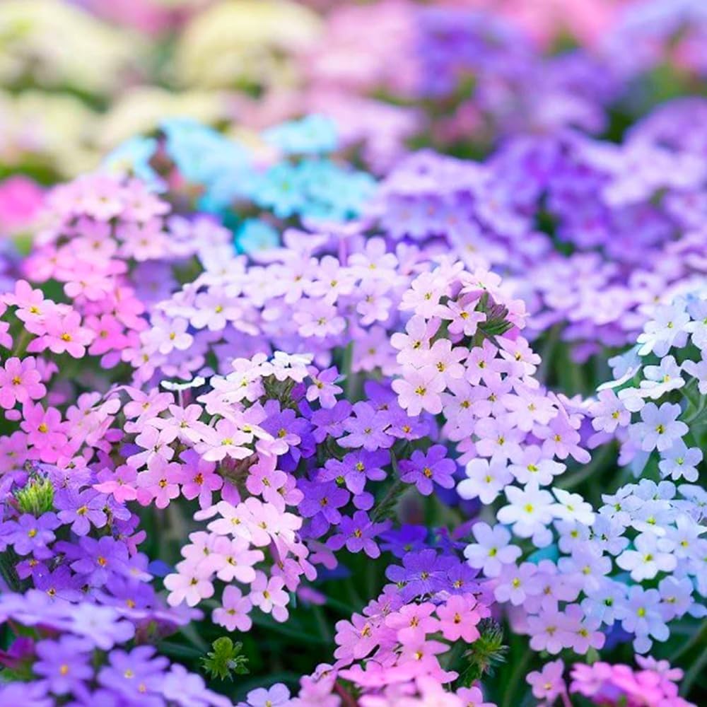 500pcs Creeping Phlox Seeds for Planting,Bright Perennial Creeping Phlox Seeds- Ground Cover Plants Seed Non-GMO Heirloom for Outdoors