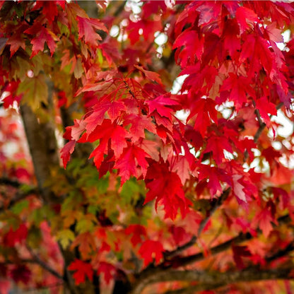 47Pcs Bonsai Red Maple Tree Seeds for Planting,Dwarf Red Japanese Maple Seeds, hade Tree Seed Shade & Ornamental Trees Fast Growing for Farms & Patio Outdoor Garden