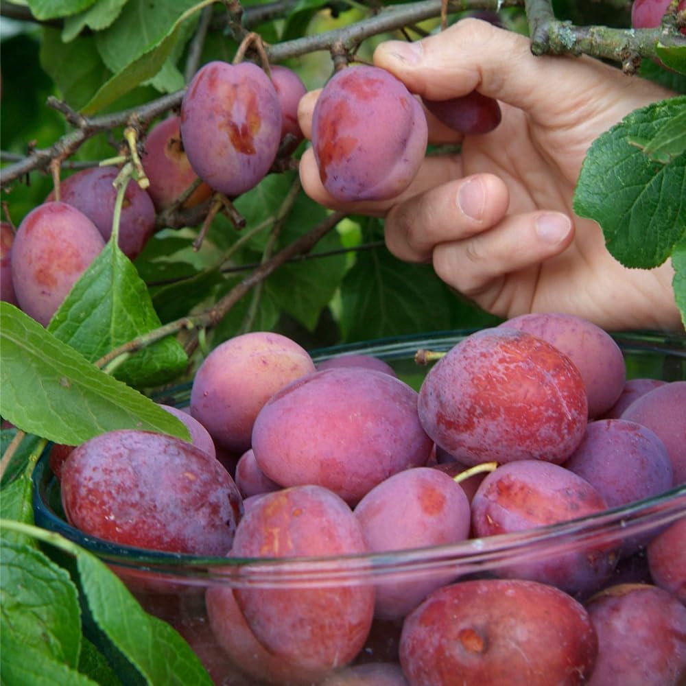 10Pcs Wild Plum Trees Fruit Seeds for Planting Outdoor-Perennial Native Prunus Seeds Non-GMO Heirloom Fruit Trees Seed for Home Outdoor Garden