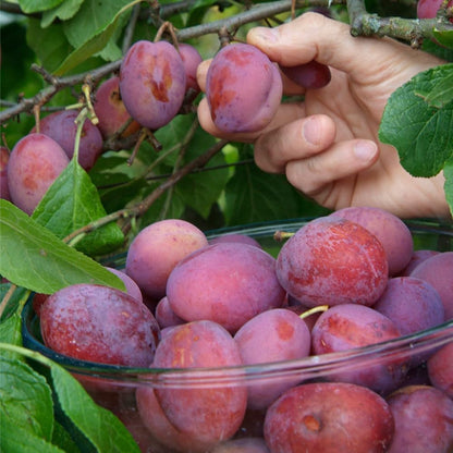 10Pcs Wild Plum Trees Fruit Seeds for Planting Outdoor-Perennial Native Prunus Seeds Non-GMO Heirloom Fruit Trees Seed for Home Outdoor Garden