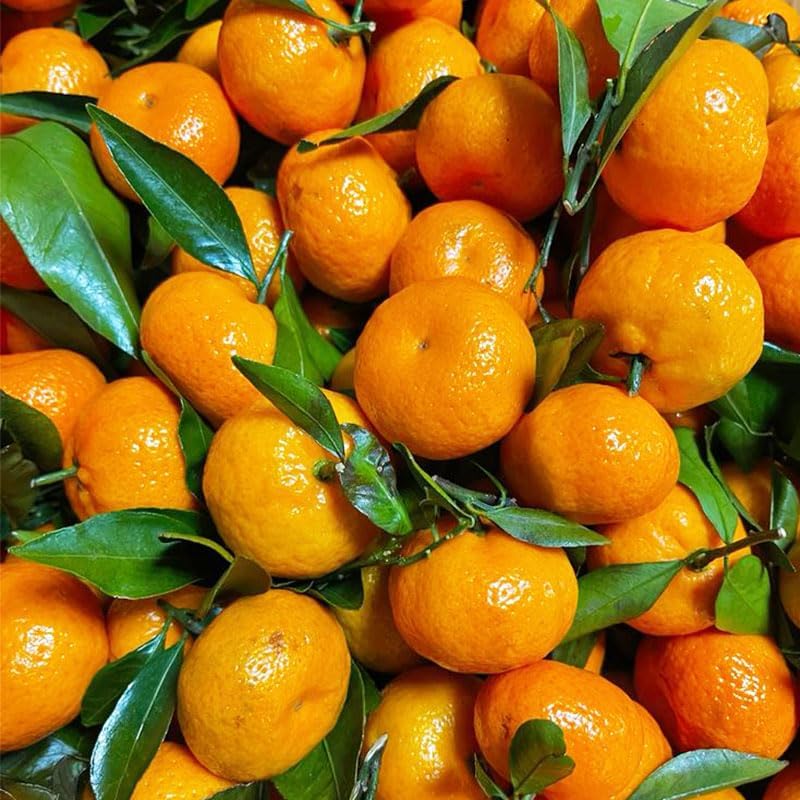 50Pcs Orange Seeds for Planting - Fresh Harvest, Non-GMO, Sweet & Juicy
