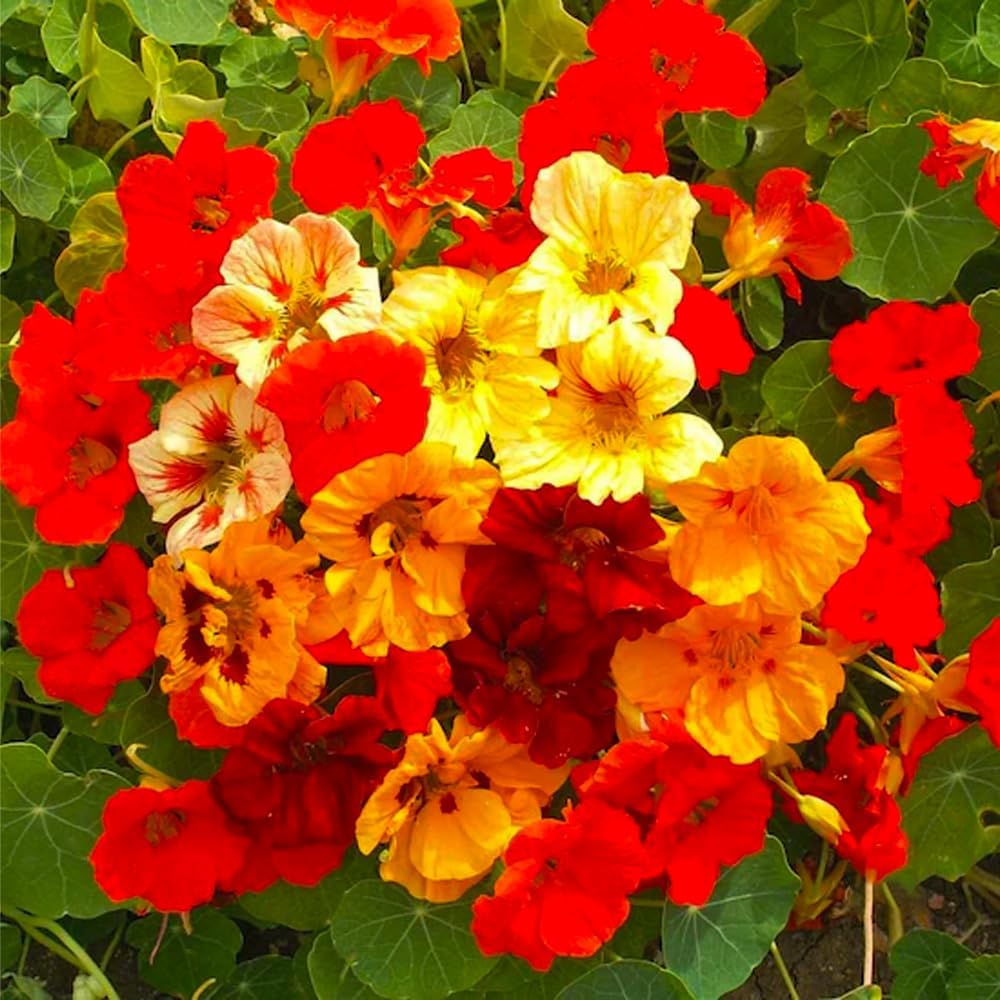 30pcs Suitable for beginner planting Nasturtium Seeds flourish in ordinary well drained soil suited for ornamental garden cultivation