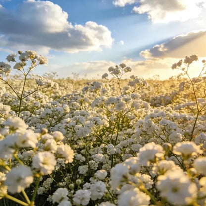 100 White Baby's Breath Seeds for Planting - Gypsophila Elegans White Flower Seeds, Non-GMO Heirloom Annual for Cutting Gardens, DIY Wedding Bouquets, and Indoor/Outdoor Home Decor