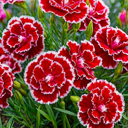 200 Mix Carnation Seeds for Home Garden - Non-GMO Heirloom Seeds - Fragrant, Open Pollinated