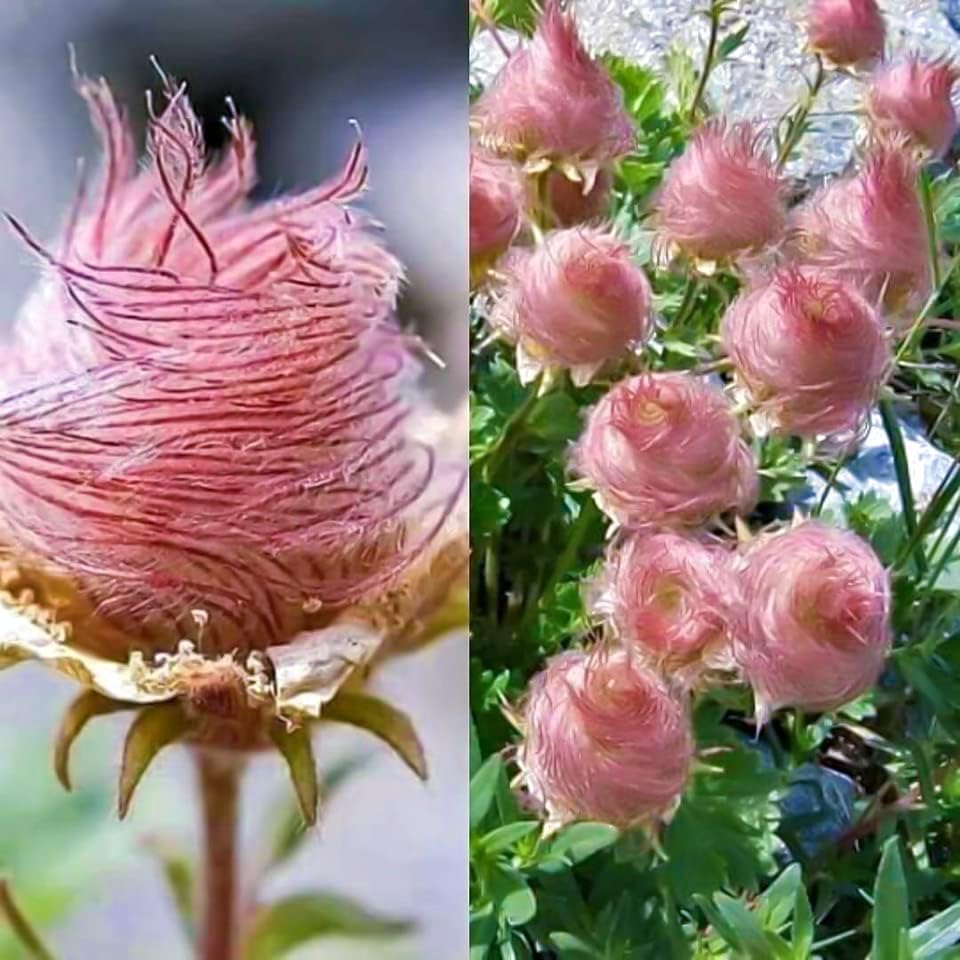 99Pcs Prairie Smoke Seeds Simple for planting form full rounded low clumps in sunny garden zones and rocky landscape spaces