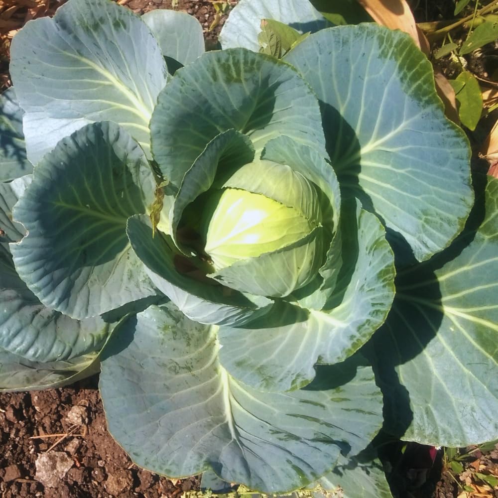 200pcs Cabbage Seeds Friendly for new gardeners grow into full rounded rosette form with steady seasonal growth renewal features