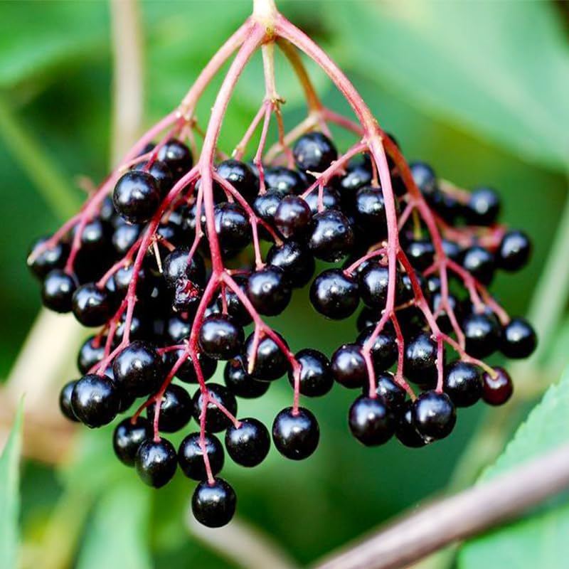 190Pcs Elderberry Seeds for Planing - Non-GMO Heirloom Black Elderberry Seeds for Planting Outdoor