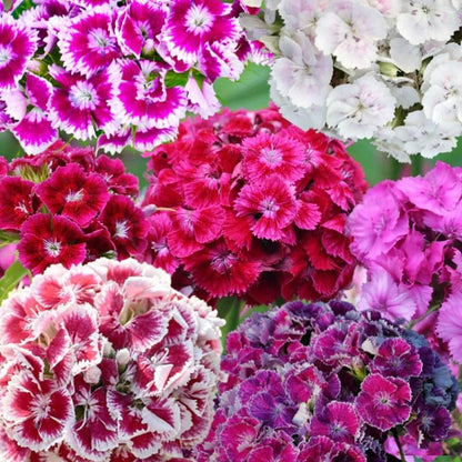 500 Mix Dianthus Seeds for Planting-Non-GMO Perennial Vibrant Flower for Cut Garden & Pollinators