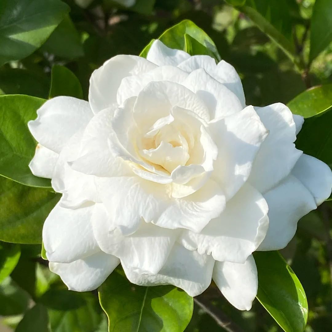 85Pcs Gardenia Seed for Planting, Non-GMO Heirloom Fragrant Gardenia Seeds for Home Garden