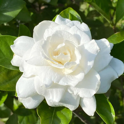 85Pcs Gardenia Seed for Planting, Non-GMO Heirloom Fragrant Gardenia Seeds for Home Garden