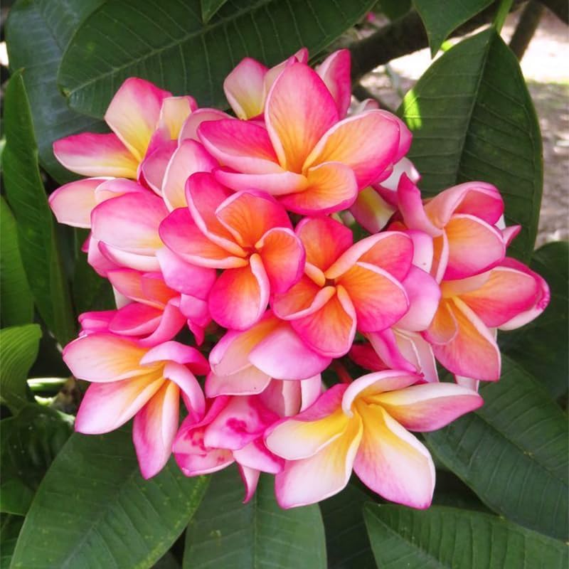 100pcs Mix Plumeria Seeds for Planting in Home Garden - Non-GMO Seeds