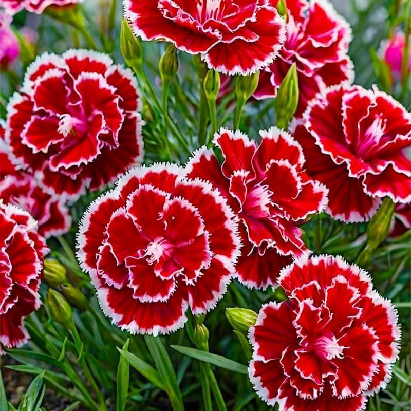200pcs Carnation Seeds - Fragrant Clove Pinks, Heirloom Mix with 8 Colors, Long Stem Cut Flowers for Bouquets, Continuous Bloom, Attracts Hummingbirds, Non-GMO