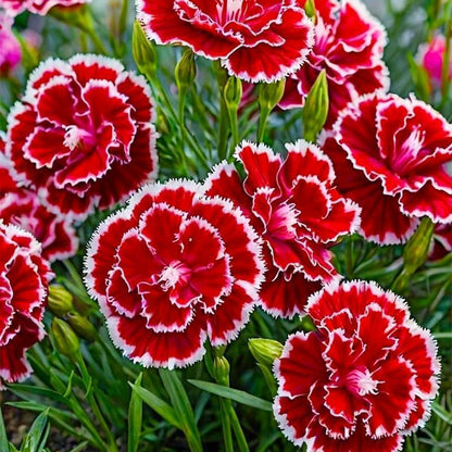 200pcs Carnation Seeds - Fragrant Clove Pinks, Heirloom Mix with 8 Colors, Long Stem Cut Flowers for Bouquets, Continuous Bloom, Attracts Hummingbirds, Non-GMO