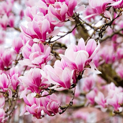 30Pcs Mix Magnolia Flower Seeds for Planting Outdoors - Non-GMO Heirloom Plant Seeds