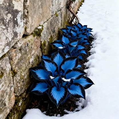 100pcs Hosta Seeds -  Perennial Flower Seeds for Shade Gardens, Long Blooming Plants for Ground Cover & Containers, Ideal for Shaded Pathways and Borders
