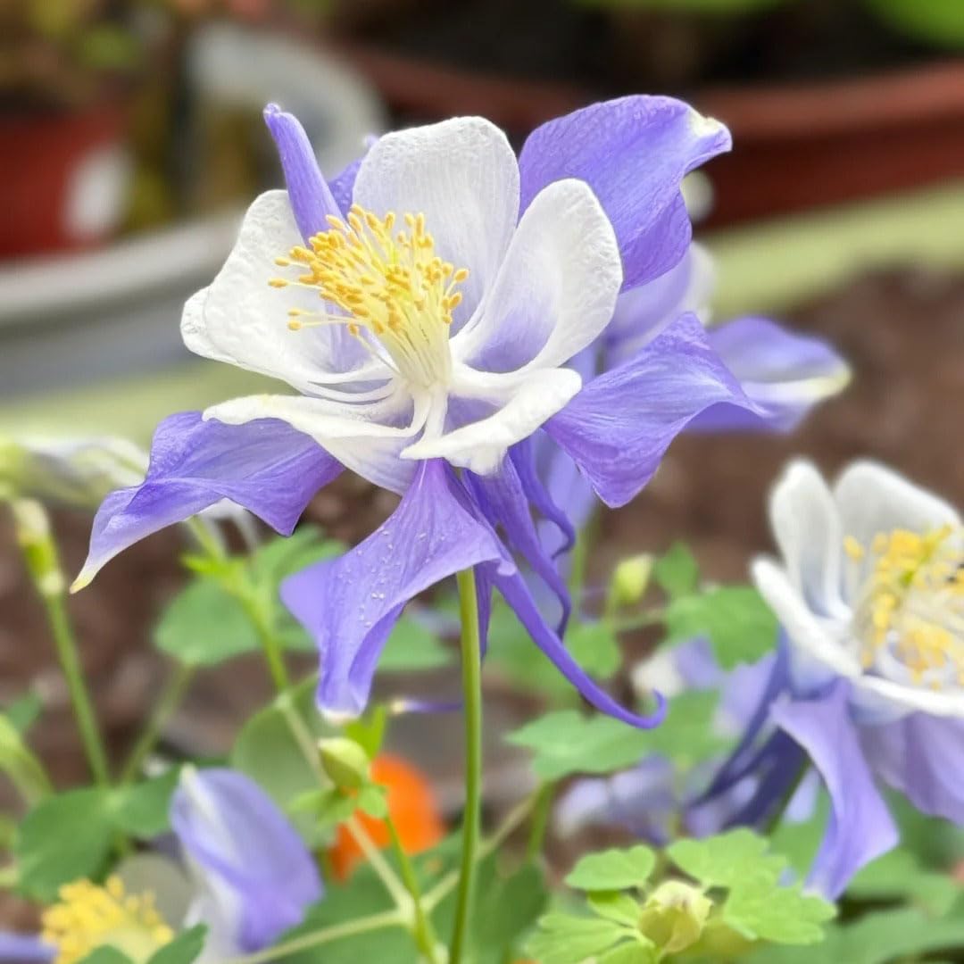 200pcs Columbine Flower Seeds for Planting, Perennial Flower Plants, Non-GMO Heirloom Aquilegia Seed for Bonsai Decoration, Home Garden