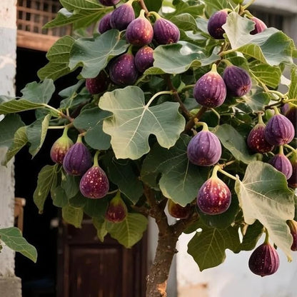 Fig Seeds 290Pcs for Planting, Fruit-Bearing Perennial, Beginner Friendly, for Home Garden, Backyard Orchard, Outdoor Potted Edible Fruit Plant