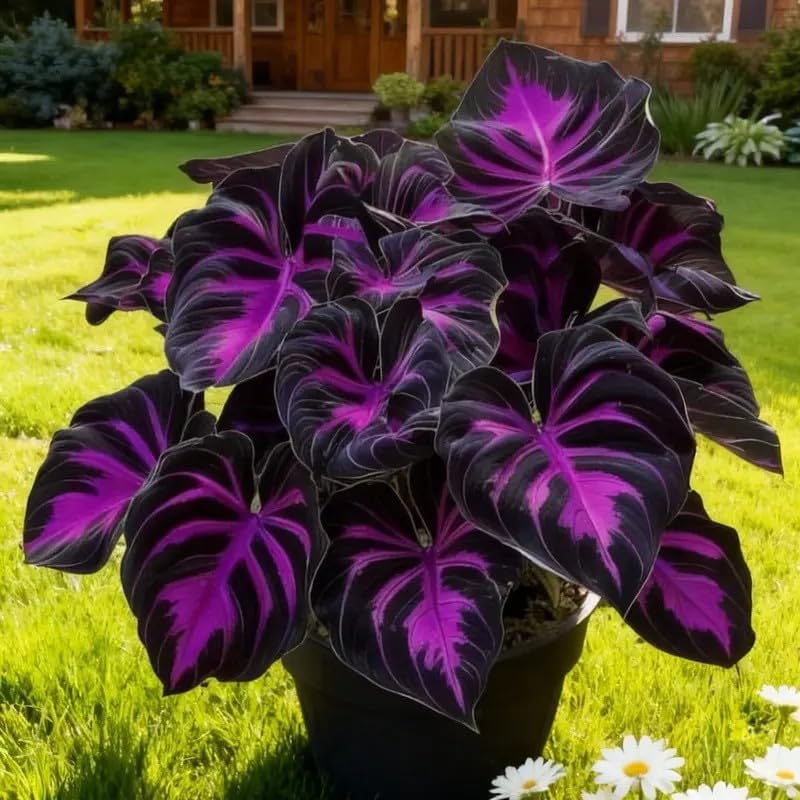 100pcs Hosta Seeds for Planting  Perennial Shade Plants, Lush Heart-Shaped Foliage, Long-Lasting Ornamental for Borders, Pathways & Outdoor Garden Landscapes