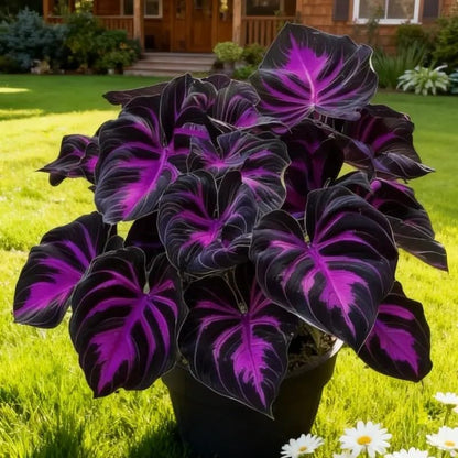 100pcs Hosta Seeds for Planting  Perennial Shade Plants, Lush Heart-Shaped Foliage, Long-Lasting Ornamental for Borders, Pathways & Outdoor Garden Landscapes