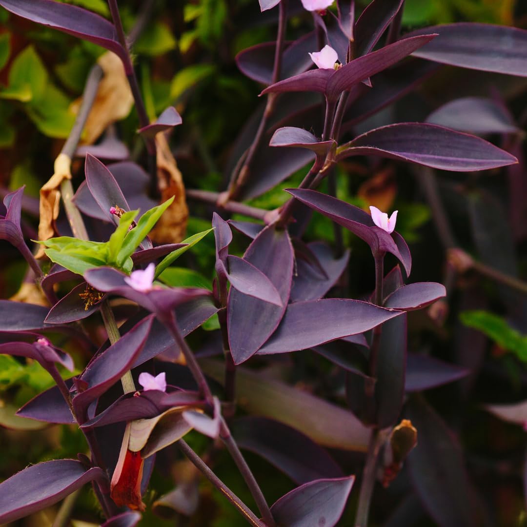 100pcs Low Maintenance Foliage Seeds Wandering Jew Seeds For Home And Patio Gardens Simple To Cultivate